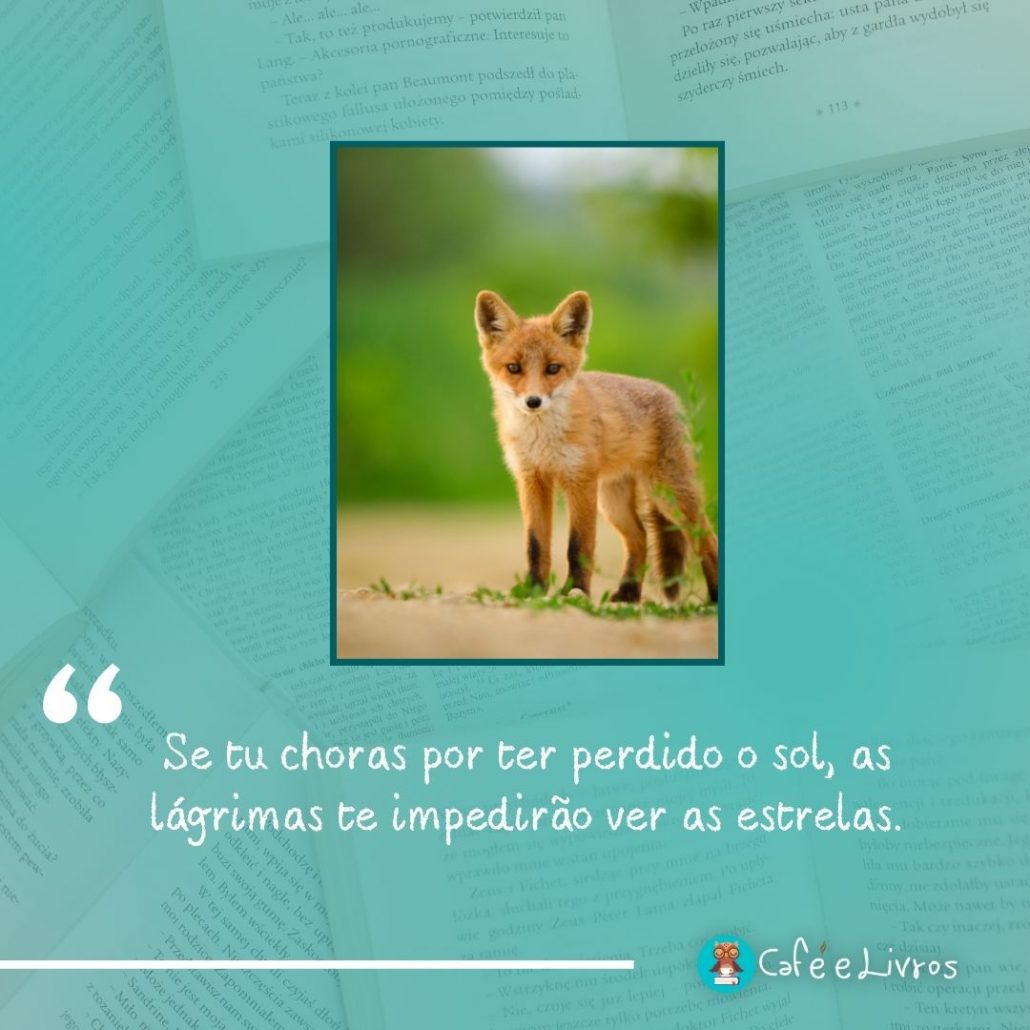 foto de raposa com frase do livro