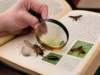 7 Livros Essenciais para Amantes da Entomologia